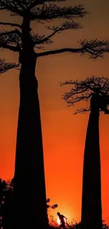 Baobab trees silhouette at sunset with orange sky.