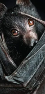 Close-up of a bat wrapped in its wings with striking eyes.