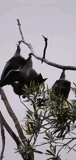 Two bats hanging on a tree branch against a gray sky.