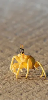 A yellow crab on a sandy beach, perfect for a serene mobile wallpaper.