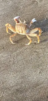 Crab on sand, beach close-up mobile wallpaper.