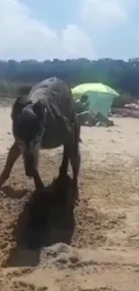 A dog joyfully digging in the sandy beach under a bright summer sky.