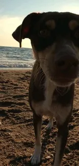 Curious dog on sandy beach with ocean view and sunset.