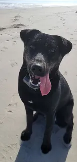 Black dog with tongue out sitting on a sandy beach.