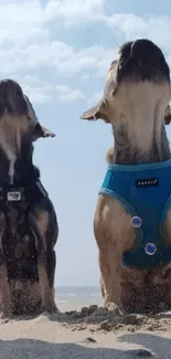 Two dogs on a sandy beach under a bright blue sky.