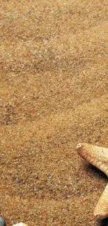 Beach sand background with seashells and starfish.