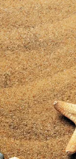 Starfish on sandy beach with seashells around.