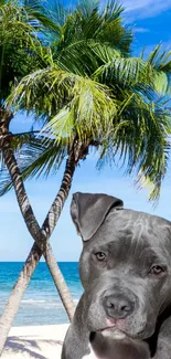 Dog on a tropical beach with palm trees and blue sky background.