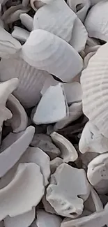 Close-up of white seashells on a beach-themed mobile wallpaper.