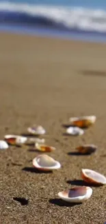 Seashells on a sandy beach with ocean waves in the background.