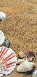 Seashells on beach sand mobile wallpaper.