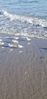 Sandy beach with gentle ocean waves and birds.