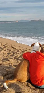 A person sits with a dog on a sandy beach, gazing at a sunset over the ocean.