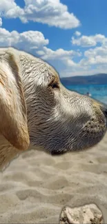 Golden retriever relaxes on a sunny beach, gazing across the ocean under blue skies.