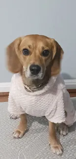 Adorable beagle in a pink sweater sitting on a cozy living room floor.