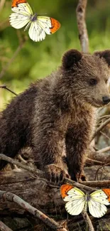 Bear cub with butterflies in nature.