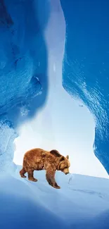 Brown bear walks through vibrant blue icy cave.