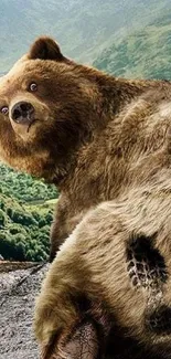 Brown bear sitting on rocks with green mountains in the background.