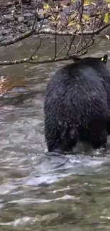 Bear walking through a tranquil stream in a forested area.