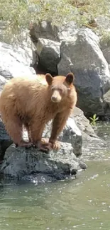 Brown bear standing on a rock in a serene river setting.