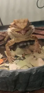 Bearded dragon in a dish surrounded by vegetable pieces.