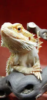 Close-up of a bearded dragon on a branch with a red background.