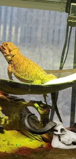 Bearded dragon relaxing in a terrarium with natural decor elements.