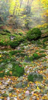 Autumn forest stream with mossy rocks and vibrant foliage.