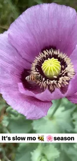 Bee resting on a purple blossom with lush greenery.