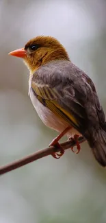 A colorful bird perched on a branch with a blurred natural background.