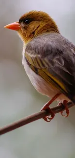 A beautiful bird perched on a branch with a blurred background.