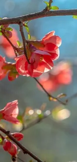 Delicate pink blossoms against a blue sky wallpaper.