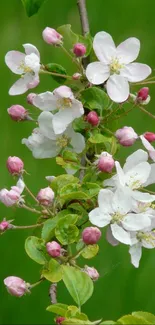 White and pink blossoms on a green background wallpaper.