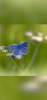 Blue butterfly on flowers with green backdrop.