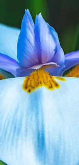 Close-up of vibrant blue iris flower with lush green background.