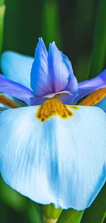 Close-up of a blue iris flower with vibrant petals.