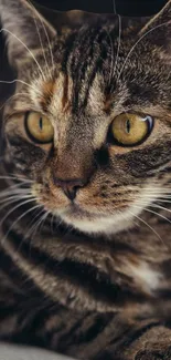 Close-up of a brown tabby cat with striking yellow eyes in a mobile wallpaper.