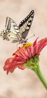 A butterfly perched on a vibrant pink flower blossom.