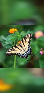 Beautiful butterfly perched on a flower with green background.