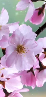 Cherry blossom flowers with a soft pink and green background.