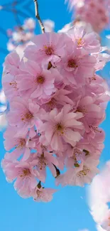 Pink cherry blossoms against a clear blue sky, perfect mobile wallpaper.