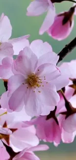 Cherry blossom mobile wallpaper featuring pink flowers on branches.