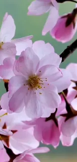 Pink cherry blossom flowers on tree branches.