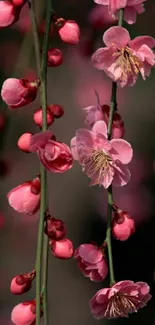 Mobile wallpaper with pink cherry blossoms and green stems.