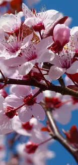 Cherry blossom flowers on bright blue sky background, perfect for mobile wallpaper.