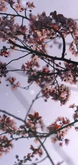 Cherry blossom branches with pale pink flowers on a light background.