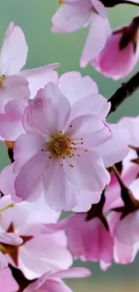 Cherry blossom flowers with a pink hue on a branch against a soft background.