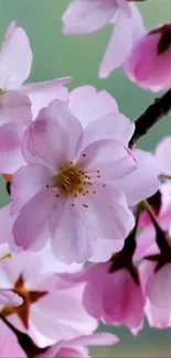 Cherry blossom wallpaper with pink flowers and green background.