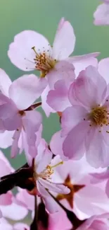 Pink cherry blossom flowers on a branch, close-up view.