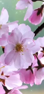 Soft pink cherry blossoms on a mobile wallpaper, evoking spring serenity.